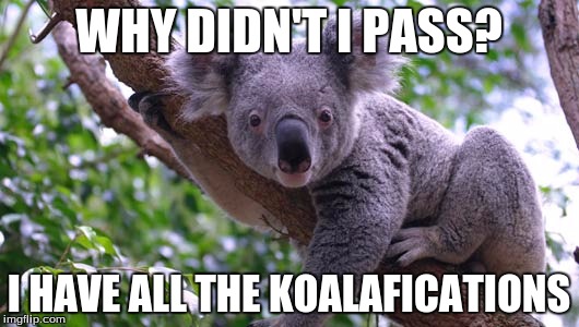 funny recruiter memes koala